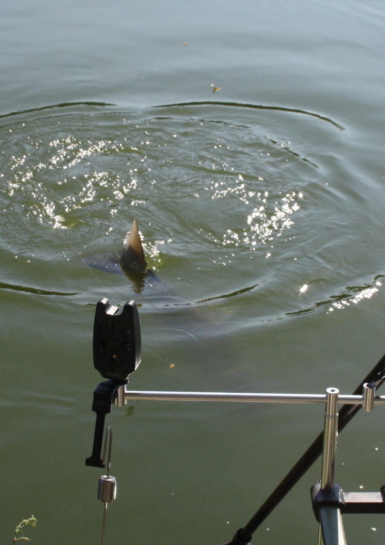 fisch